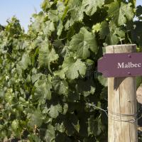 Vigne malbec