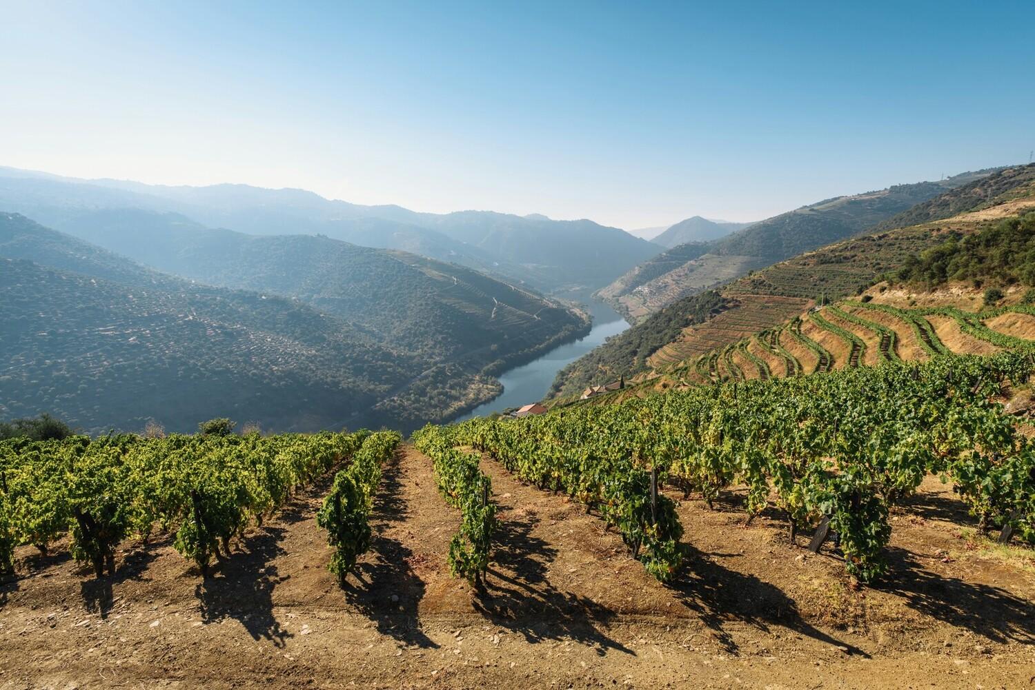 Vignes portugal